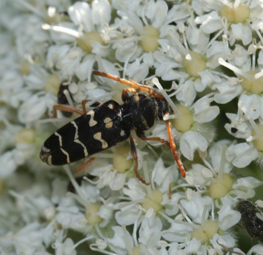 Plagionotus arcuatus e Clytus rhamni in Sardegna